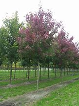 Image result for Acer rubrum Fairview Flame