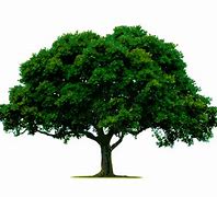 Image result for Pittacium Tree