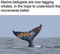 Image result for Ascended Whale Meme