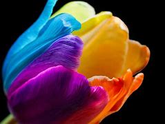 Image result for Rainbow Tulips