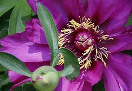 Image result for Paeonia itoh Yellow Doodle Dandy