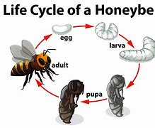 Image result for Insect Life Cycle Diagram