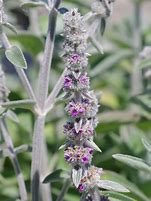 Image result for Stachys byzantina Big Ears