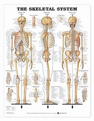 Image result for Human Body Skeleton
