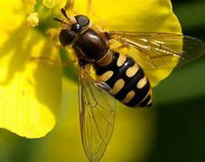 Image result for Beetles That Look Like Bees