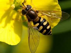 Image result for Flies That Look Like Bees