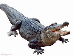 Image result for sligator
