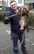 Image result for Biggest Rat King