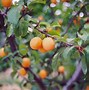 Image result for Prunus armeniaca