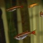 Image result for Red Tail Shark Tank Mates