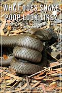 Image result for What Does Snake Poop Look Like