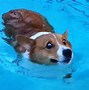 Image result for Funny Baby Animals