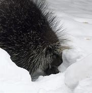 Image result for Cutest Porcupine Snow
