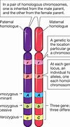 Image result for Chromosome DNA Trait Gene