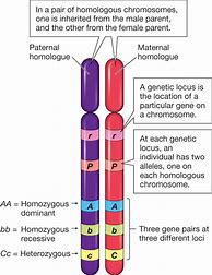 Image result for What Does Homozygous Look Like
