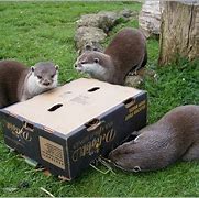 Image result for Otter Nest Box