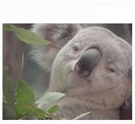 Image result for Stoned Koala Meme