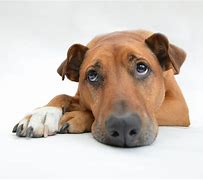 Image result for Disappointed Dog Meme