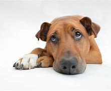 Image result for Happy Dog Sad Dog