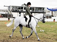 Image result for Professional Horse Photography