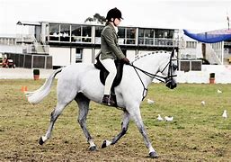 Image result for English Horse Riding Tack