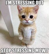 Image result for Stressed Out Cat Meme