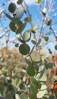 Image result for Eucalyptus gunnii Azura (r)