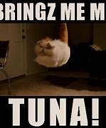 Image result for Cat Turd Cat Memes