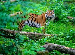 Image result for Death of Black Tiger Animal