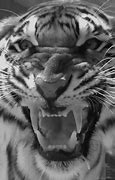 Image result for Wild Animals Pictures Black and White