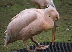 Image result for Pink Pelican Pursuit