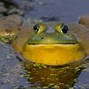 Image result for Bull Frog Drawing in a Swamp