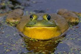 Image result for Bull Frog Front View