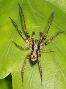 Image result for Jumanji Spiders