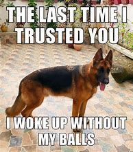 Image result for Funny German Shepherd Dog Memes