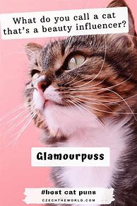 Image result for Best Cat Puns