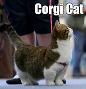 Image result for Munchkin Cat Memes