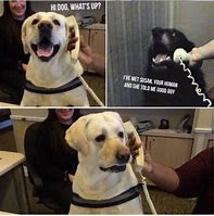 Image result for Funny Lab Dog Memes
