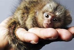 Image result for Smallest Animal Ever Alive
