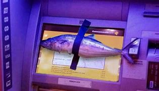 Image result for Fish Taped to ATM Machine