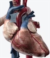 Image result for aoerta