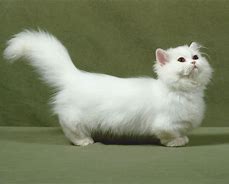 Image result for Long Hair Munchkin Cat