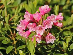 Rhododendron micranthum Bloombux के लिए छवि परिणाम