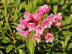 Image result for Rhododendron micranthum Bloombux