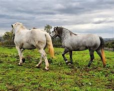 Image result for White Draft Horse Breeds