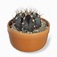 Image result for Gymno Cactus