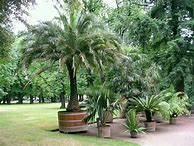 Image result for Small Tropical Trees