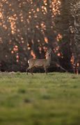 Image result for Sony A7 II Deer Photos