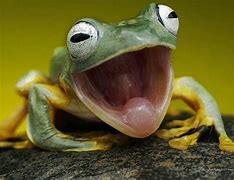 Image result for Happy Toad and Frog