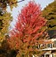 Résultat d’images pour Acer freemanii Autumn Blaze